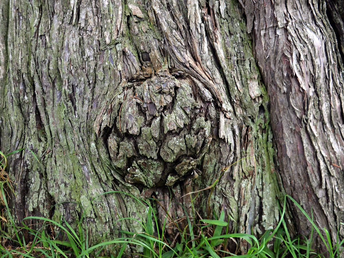 Nádor na Cupressus torulosa D. Don (8)