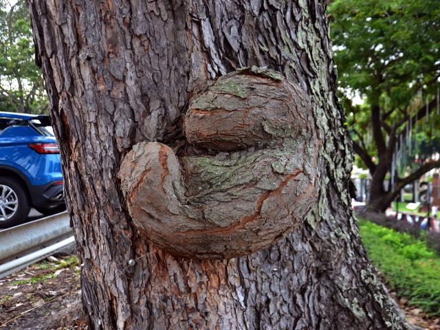 Křídlok indický (Pterocarpus indicus Willd.) s nádory na kmeni (2a)