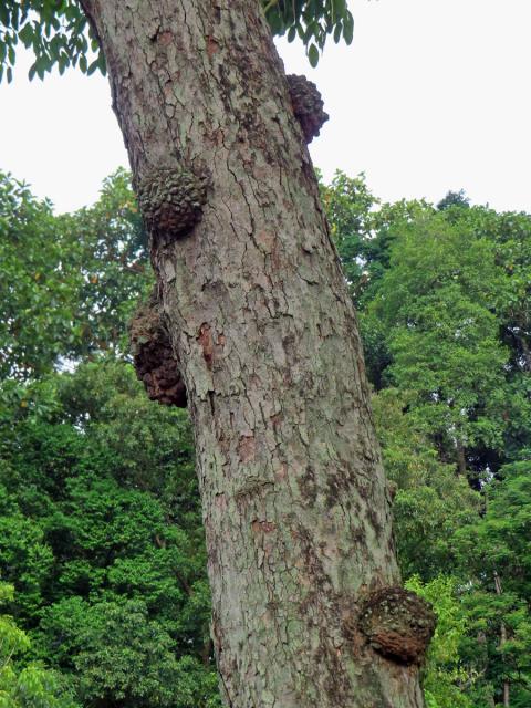 Křídlok indický (Pterocarpus indicus Willd.) s nádory na kmeni (1b)