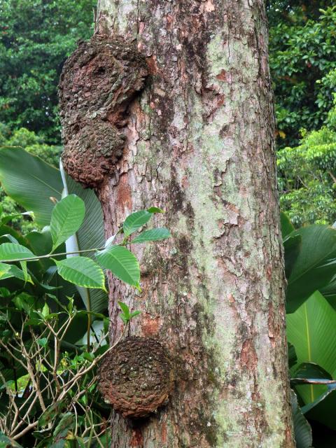 Křídlok indický (Pterocarpus indicus Willd.) s nádory na kmeni (1d)