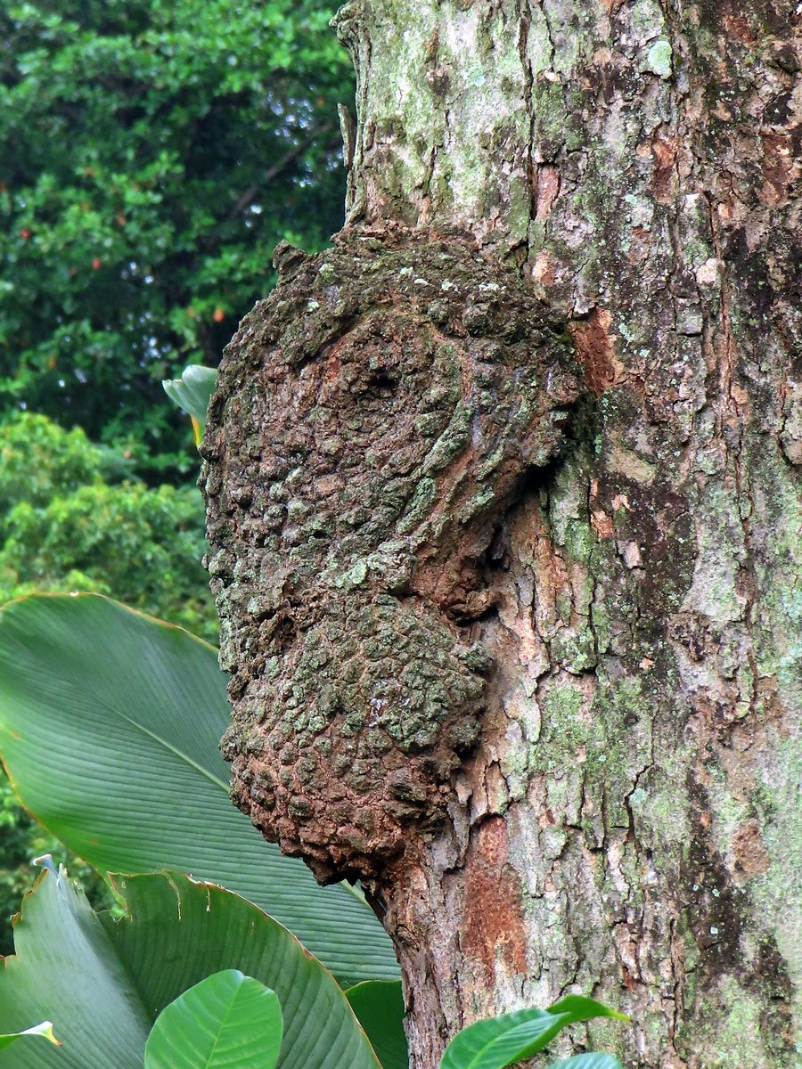 Křídlok indický (Pterocarpus indicus Willd.) s nádory na kmeni (1e)