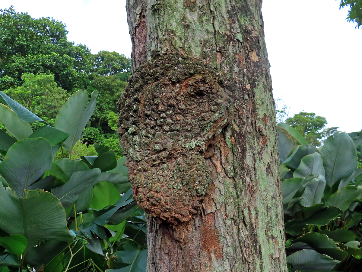 Křídlok indický (Pterocarpus indicus Willd.) s nádory na kmeni (1f)