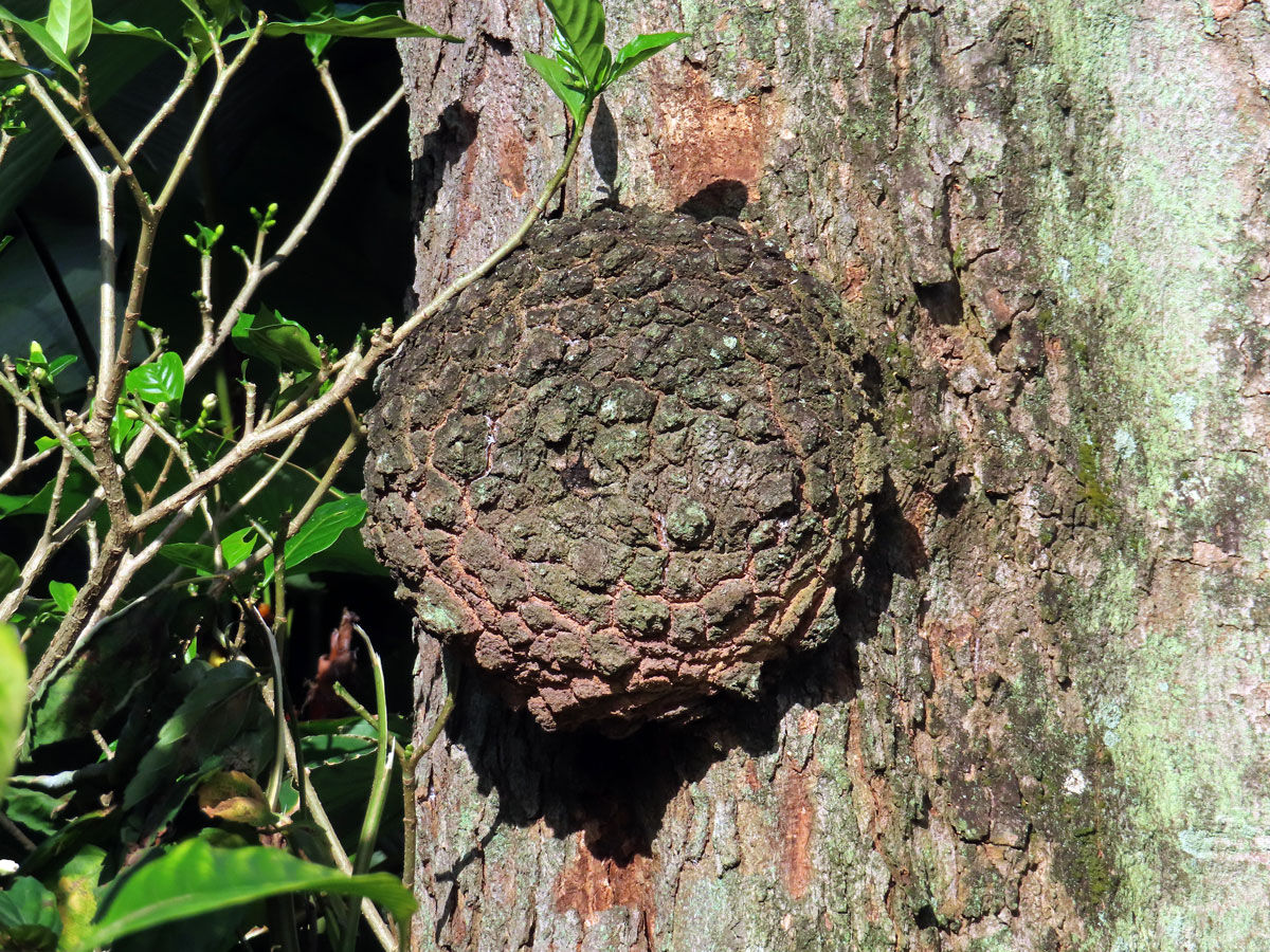 Křídlok indický (Pterocarpus indicus Willd.) s nádory na kmeni (1g)