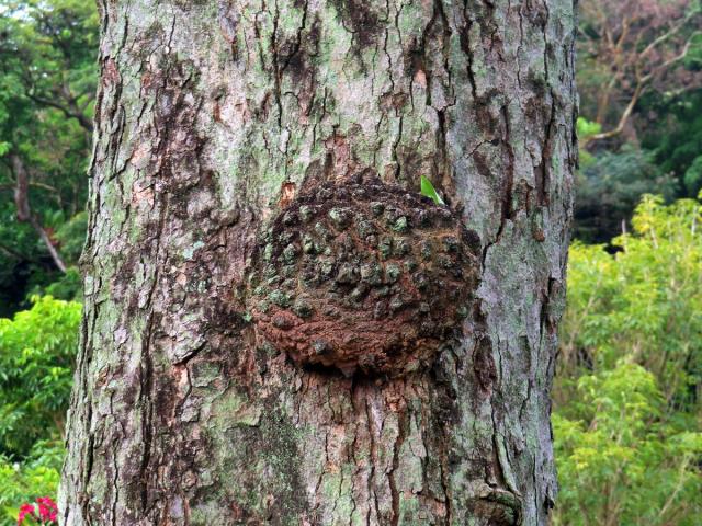 Křídlok indický (Pterocarpus indicus Willd.) s nádory na kmeni (1h)