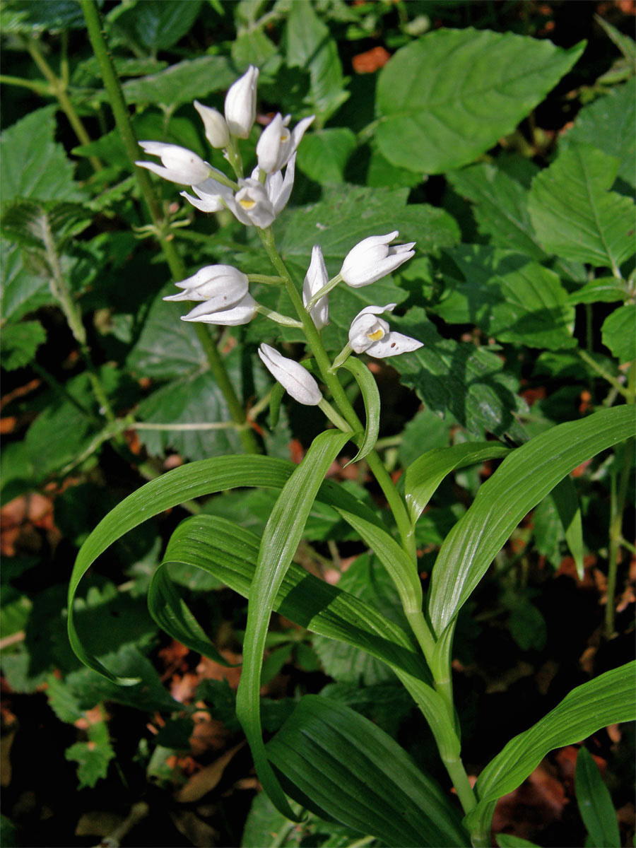 Okrotice dlouholistá (Cephalanthera longifolia (L.) Fritsch)