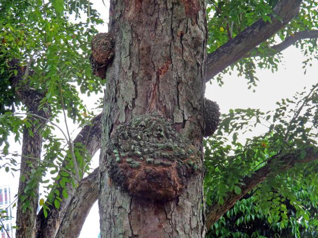 Křídlok indický (Pterocarpus indicus Willd.) s nádory na kmeni (1i)