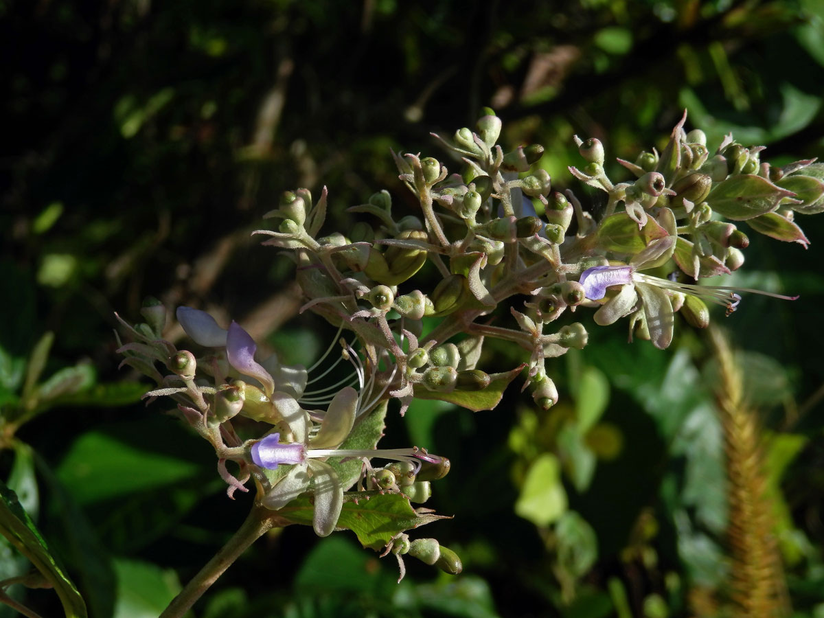 Rotheca serrata (L.) Steane & Mabb.