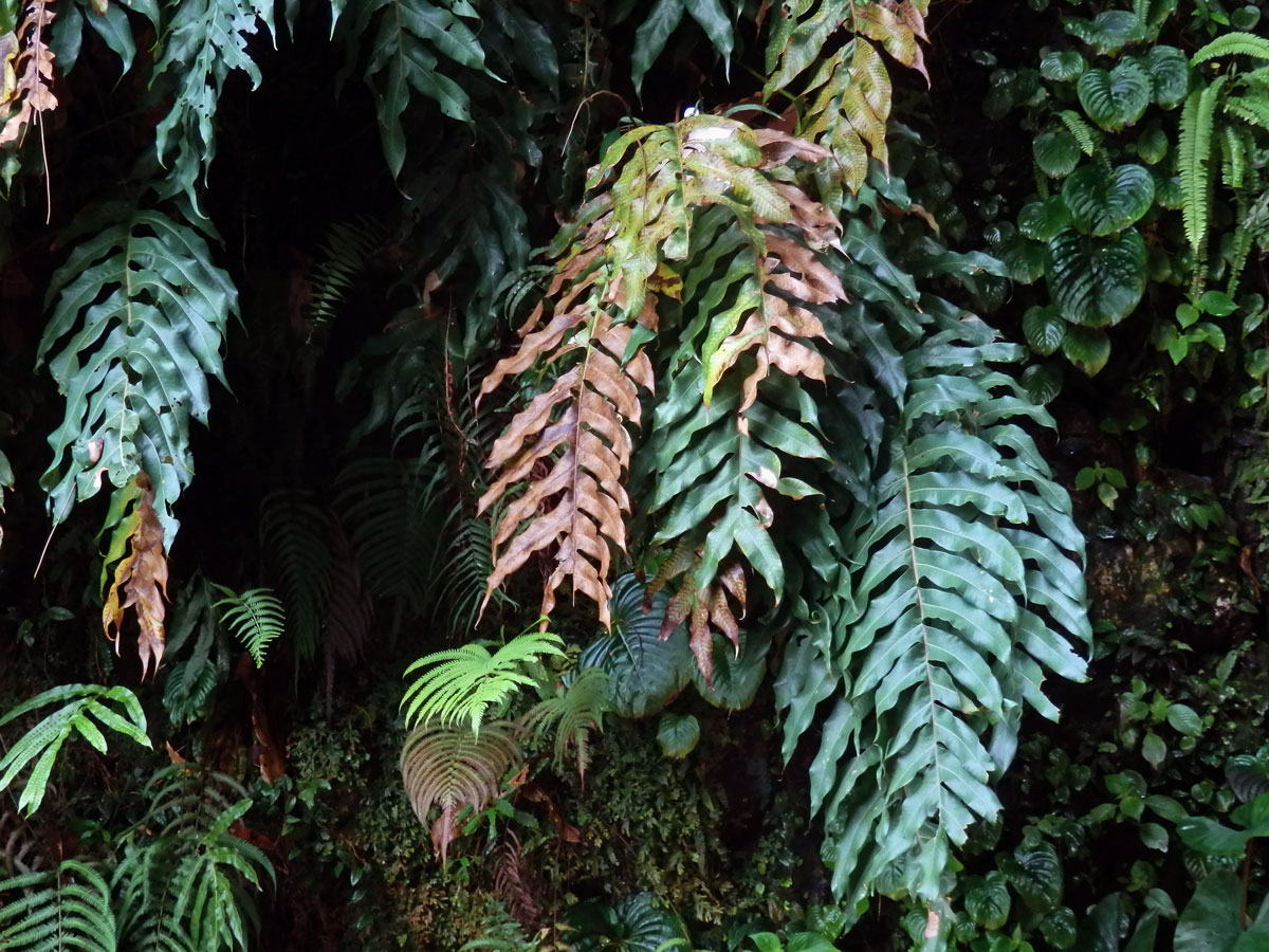 Žebrovice (Blechnum occidentale L.)