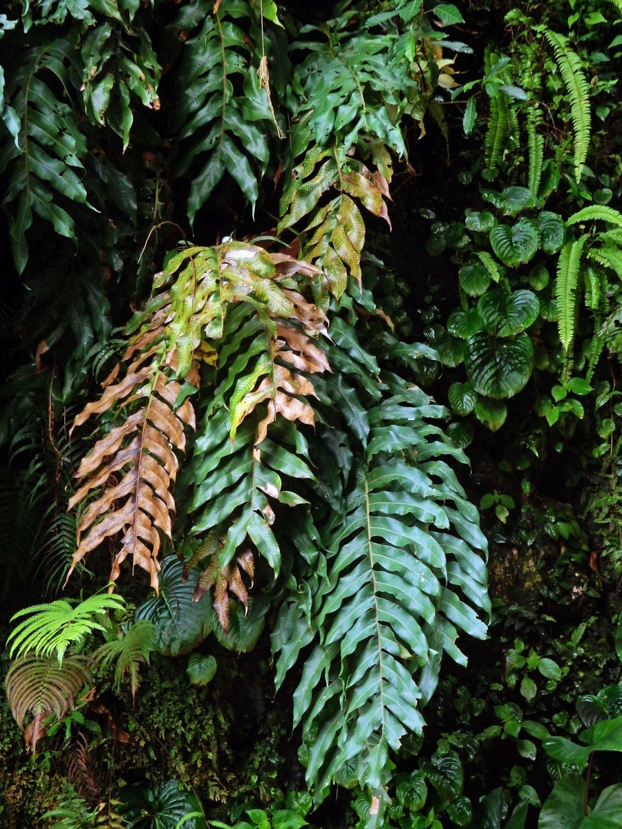 Žebrovice (Blechnum occidentale L.)