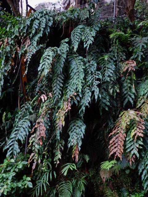 Žebrovice (Blechnum occidentale L.)