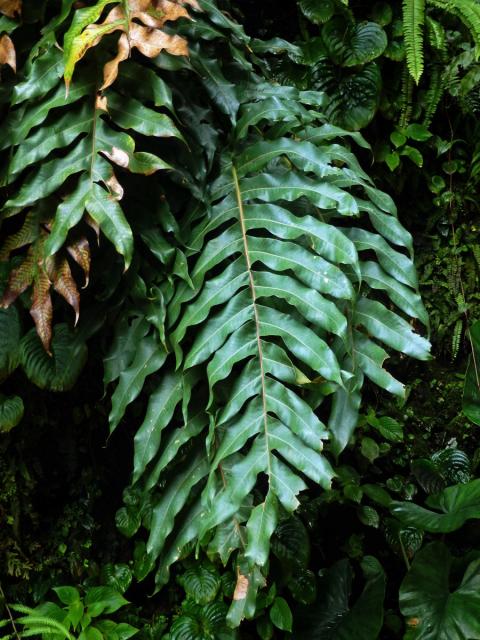 Žebrovice (Blechnum occidentale L.)