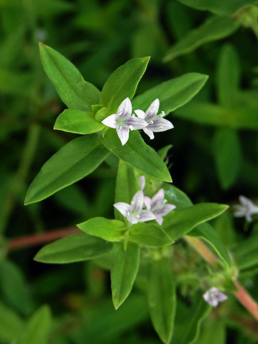 Diodella teres (Walter) Small.