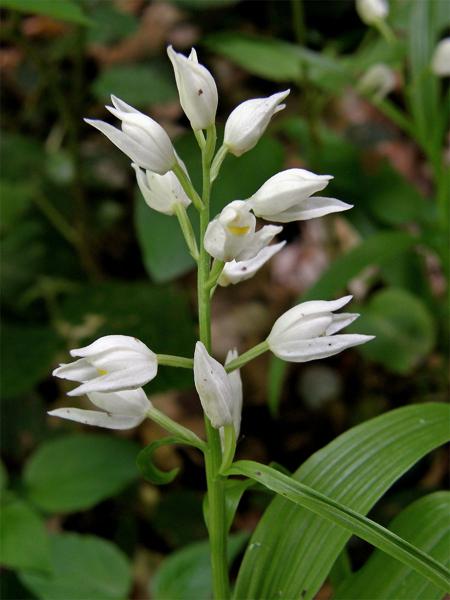 Okrotice dlouholistá (Cephalanthera longifolia (L.) Fritsch)