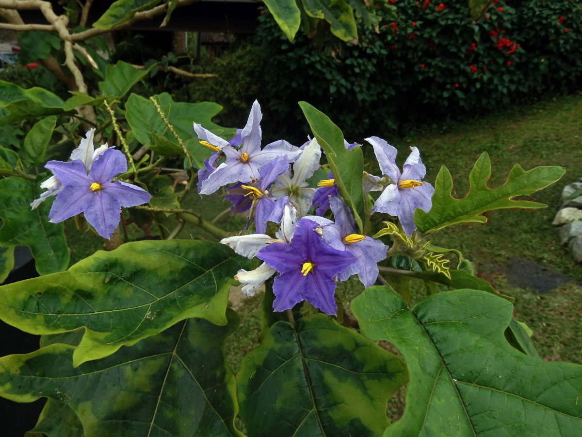 Lilek (Solanum wrightii Benth.)