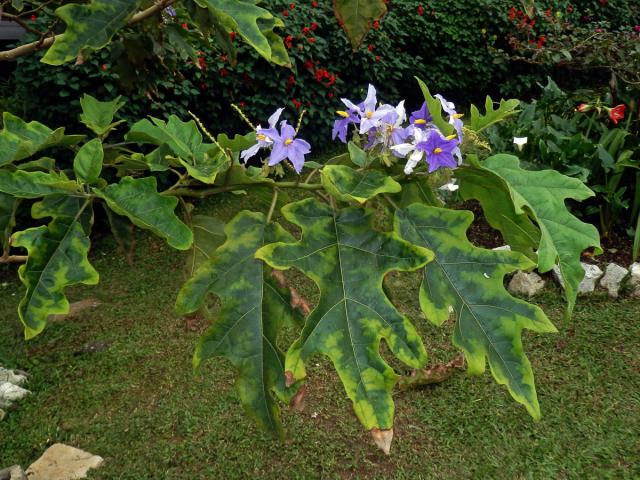 Lilek (Solanum wrightii Benth.)