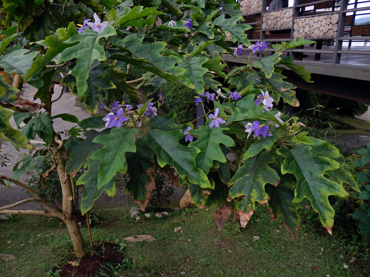 Lilek (Solanum wrightii Benth.)