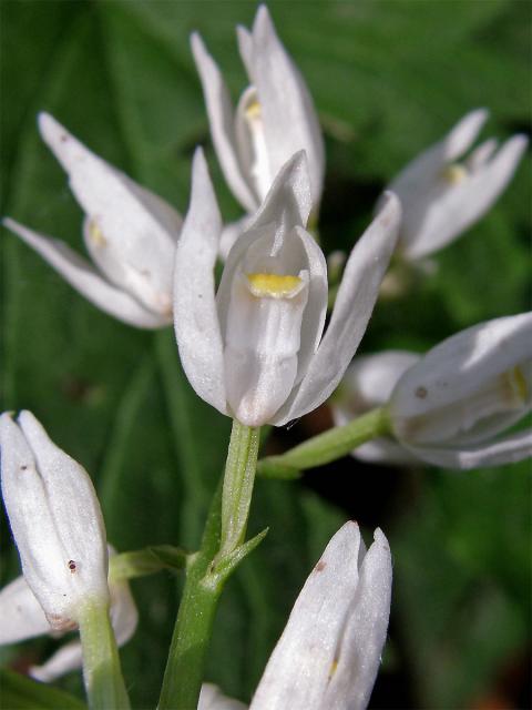 Okrotice dlouholistá (Cephalanthera longifolia (L.) Fritsch)