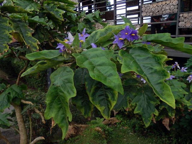 Lilek (Solanum wrightii Benth.)