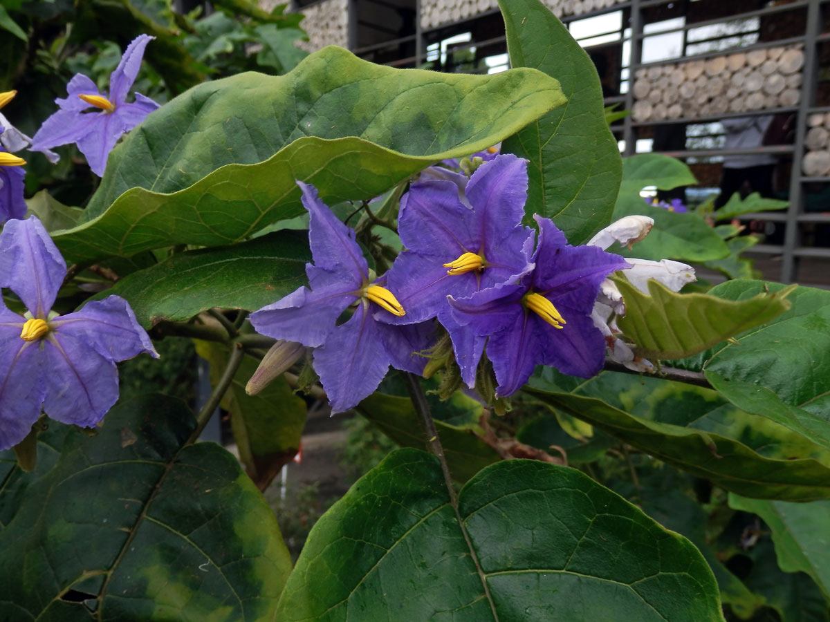 Lilek (Solanum wrightii Benth.)