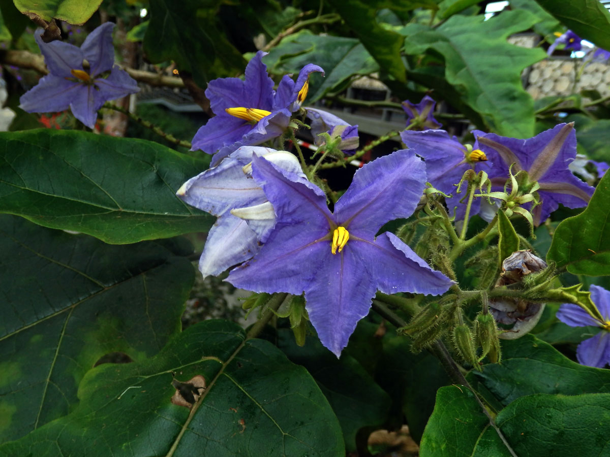 Lilek (Solanum wrightii Benth.)