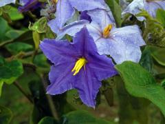 Lilek (Solanum wrightii Benth.)