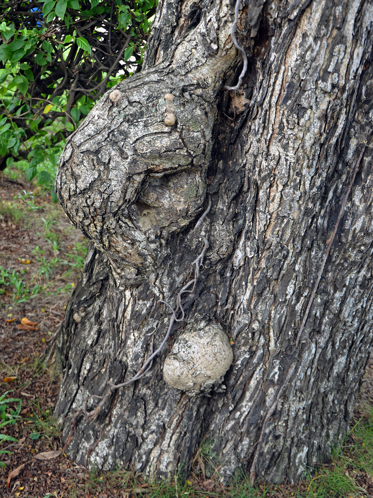 Peltophorum pterocarpum (DC.) Backer ex K. Heyne s tumory na kmeni (1a)