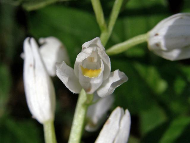 Okrotice dlouholistá (Cephalanthera longifolia (L.) Fritsch)