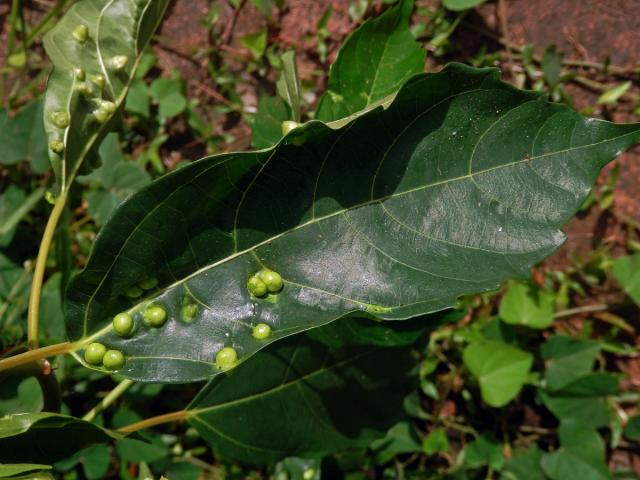 Hálky Trioza vitiensis, hřebíčkovec (Syzigium malaccense (L.) Merr. et L. M. Perry)