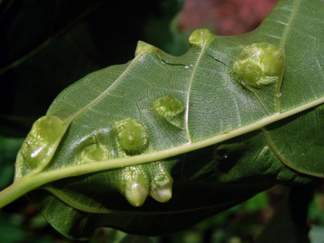 Hálky Trioza vitiensis, hřebíčkovec (Syzigium malaccense (L.) Merr. et L. M. Perry)