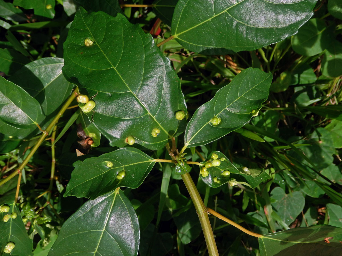 Hálky Trioza vitiensis, hřebíčkovec (Syzigium malaccense (L.) Merr. et L. M. Perry)