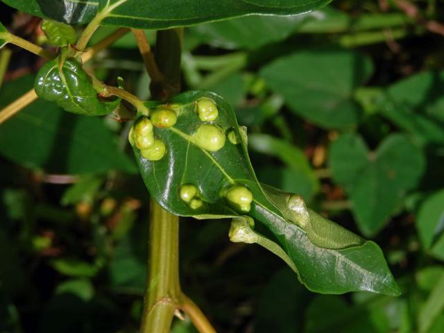 Hálky Trioza vitiensis, hřebíčkovec (Syzigium malaccense (L.) Merr. et L. M. Perry)