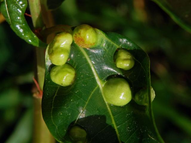 Hálky Trioza vitiensis, hřebíčkovec (Syzigium malaccense (L.) Merr. et L. M. Perry)