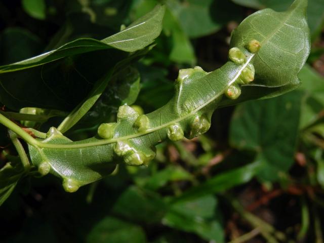 Hálky Trioza vitiensis, hřebíčkovec (Syzigium malaccense (L.) Merr. et L. M. Perry)