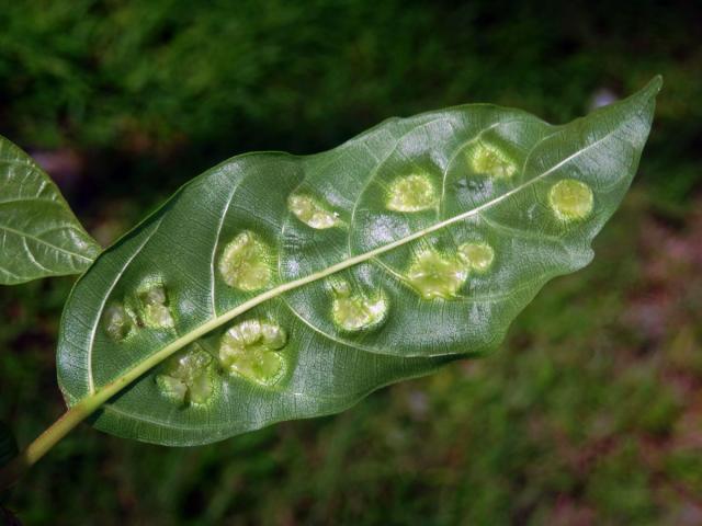 Hálky Trioza vitiensis, hřebíčkovec (Syzigium malaccense (L.) Merr. et L. M. Perry)