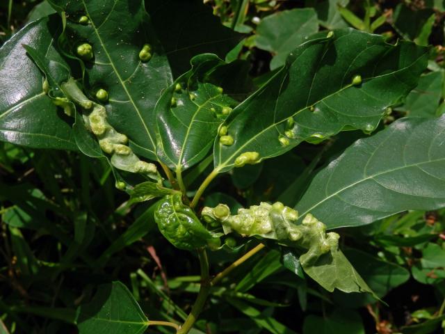 Hálky Trioza vitiensis, hřebíčkovec (Syzigium malaccense (L.) Merr. et L. M. Perry)