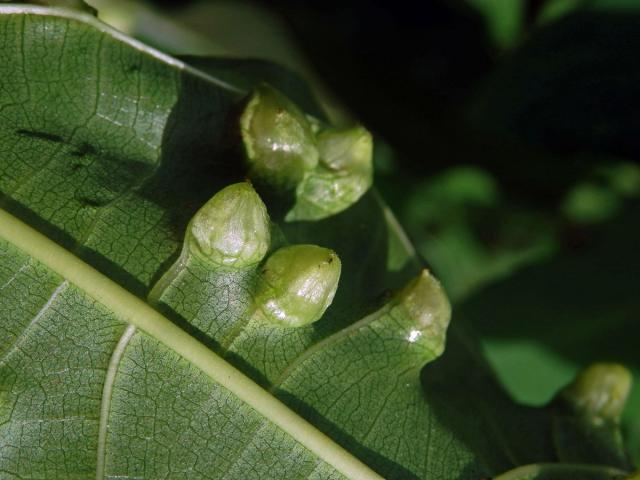 Hálky Trioza vitiensis, hřebíčkovec (Syzigium malaccense (L.) Merr. et L. M. Perry)