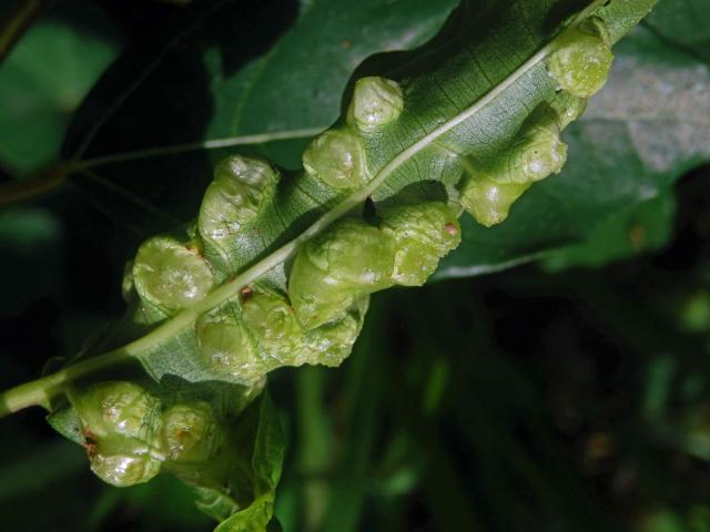 Hálky Trioza vitiensis, hřebíčkovec (Syzigium malaccense (L.) Merr. et L. M. Perry)