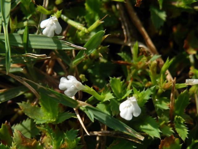 1_linderniaceae1