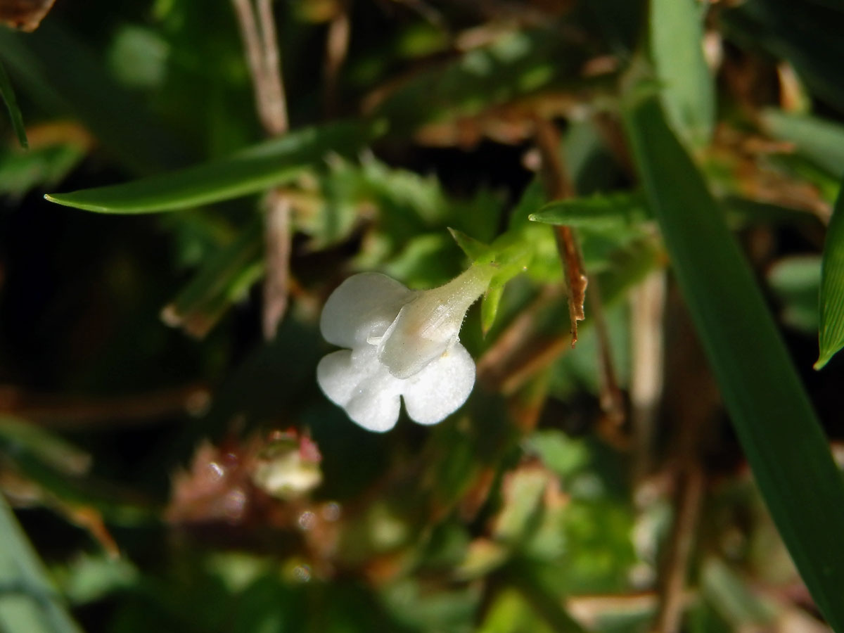 1_linderniaceae6