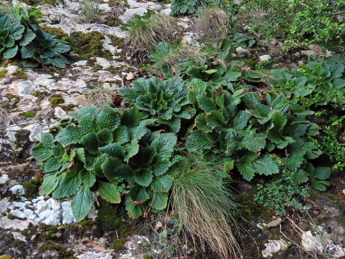 Ramondie pyrenejská (Ramonda myconi (L.) Reichenb.)