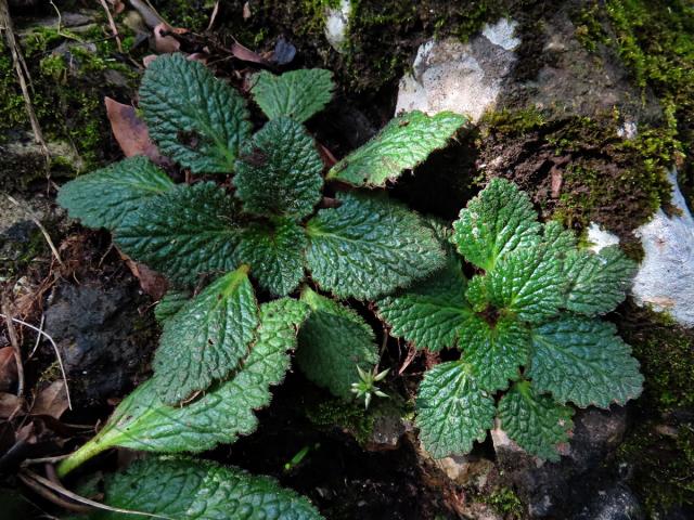 Ramondie pyrenejská (Ramonda myconi (L.) Reichenb.)