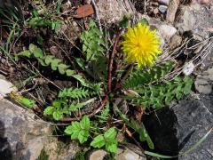 Smetánka (Taraxacum laevigatum (Willd.) DC.)