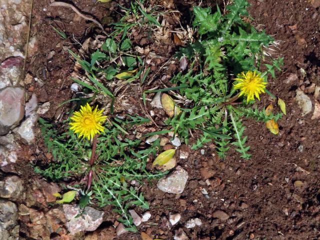 Smetánka (Taraxacum laevigatum (Willd.) DC.)