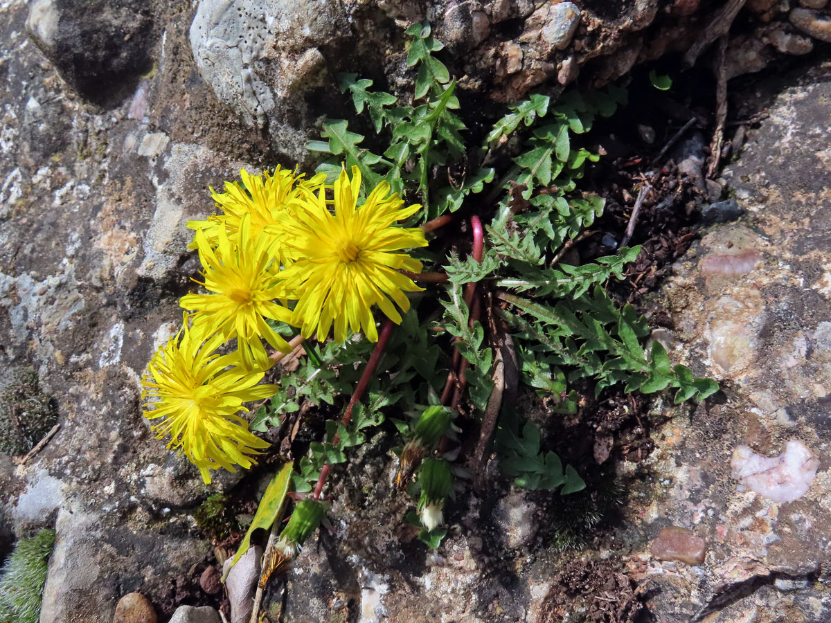 Smetánka (Taraxacum laevigatum (Willd.) DC.)