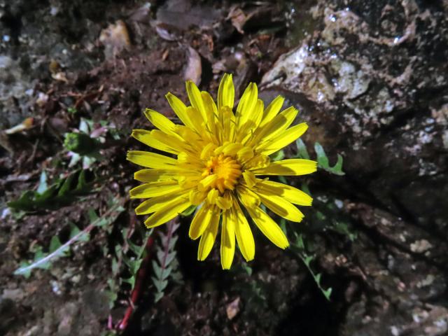 Smetánka (Taraxacum laevigatum (Willd.) DC.)