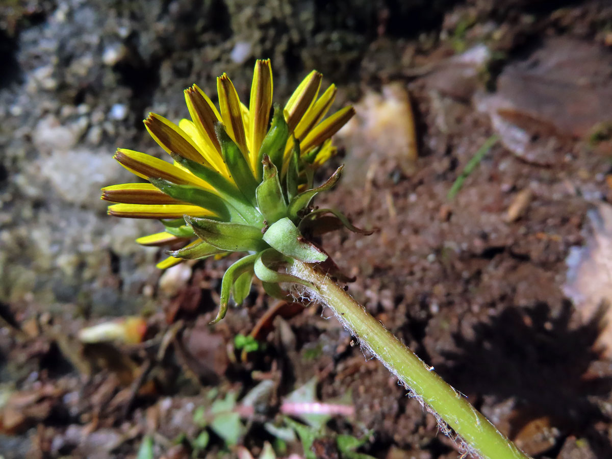 Smetánka (Taraxacum laevigatum (Willd.) DC.)