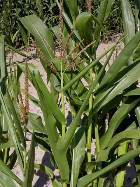 Kukuřice setá (Zea mays L.)
