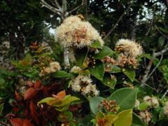 Hřebíčkovec (Syzygium myrtifolium (Roxb.) Walp.)   