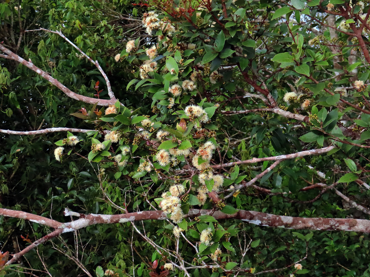 Hřebíčkovec (Syzygium myrtifolium (Roxb.) Walp.)