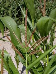 Kukuřice setá (Zea mays L.)